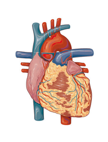 Cannabis und Herzinfarkt? Die Auswirkungen auf das Herz-Kreislaufsystem
