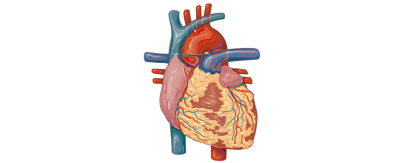 Cannabis und Herzinfarkt? Die Auswirkungen auf das Herz-Kreislaufsystem