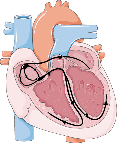 Reizleitungssystem des Herzens (Ort der Herzfrequenzerhöhung)