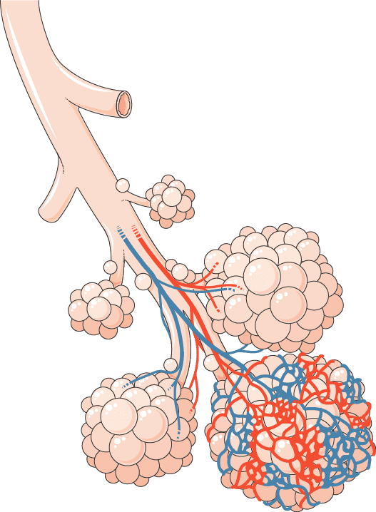 Der Stoffaustausch in der Lunge findet in den Alveolen statt (kleinste funktionelle Einheit der Lunge)