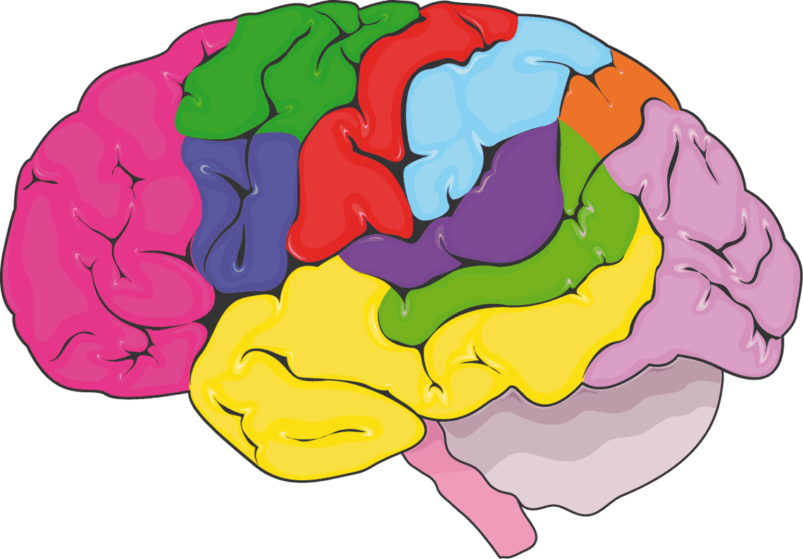Künstlerische Darstellung der Gehirnareale