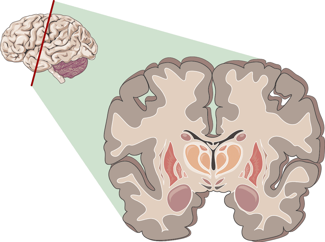 Gehirnregionen im Schnittbild